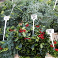 Christmas wreaths and trees